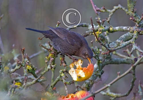 Hen Blackbird